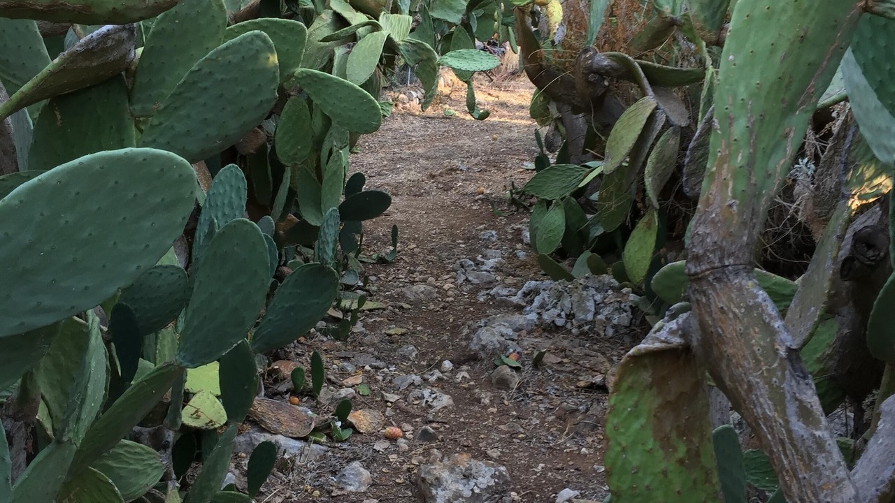 Photo of Outdoor in Custonaci