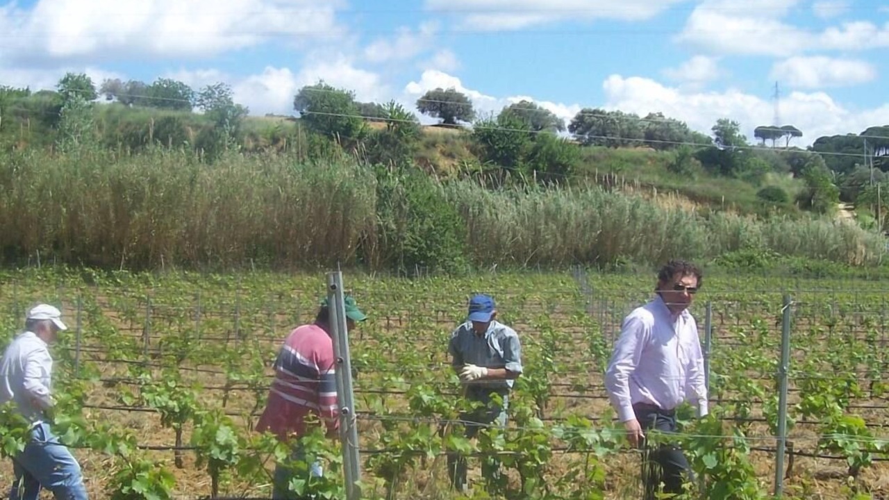 Photo of Others in Mazzarino
