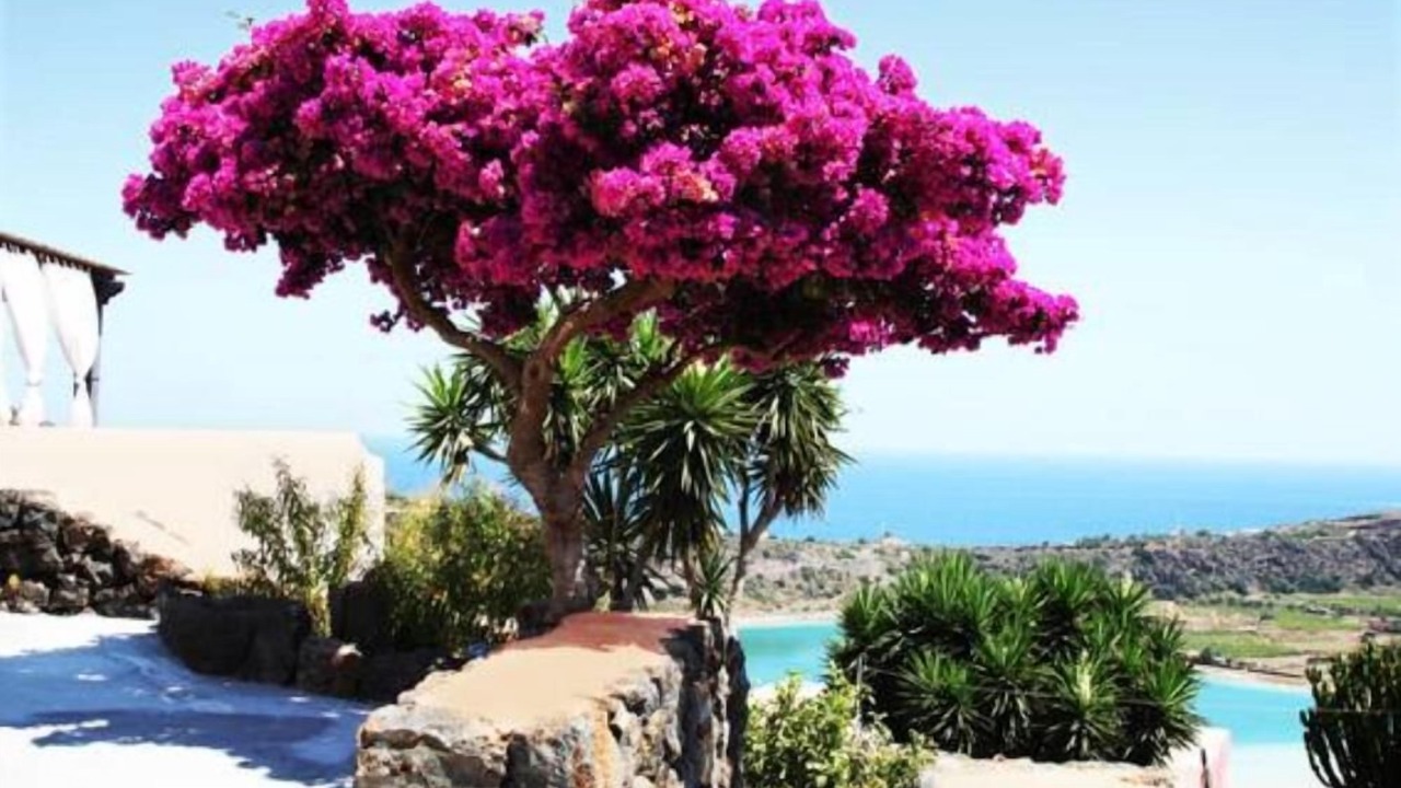 Photo of Outdoor in Pantelleria