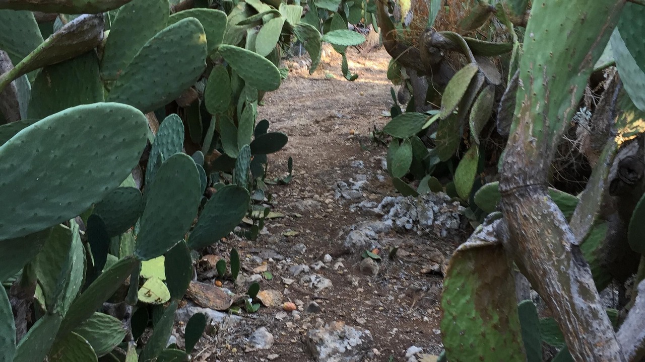Photo of Outdoor in Custonaci