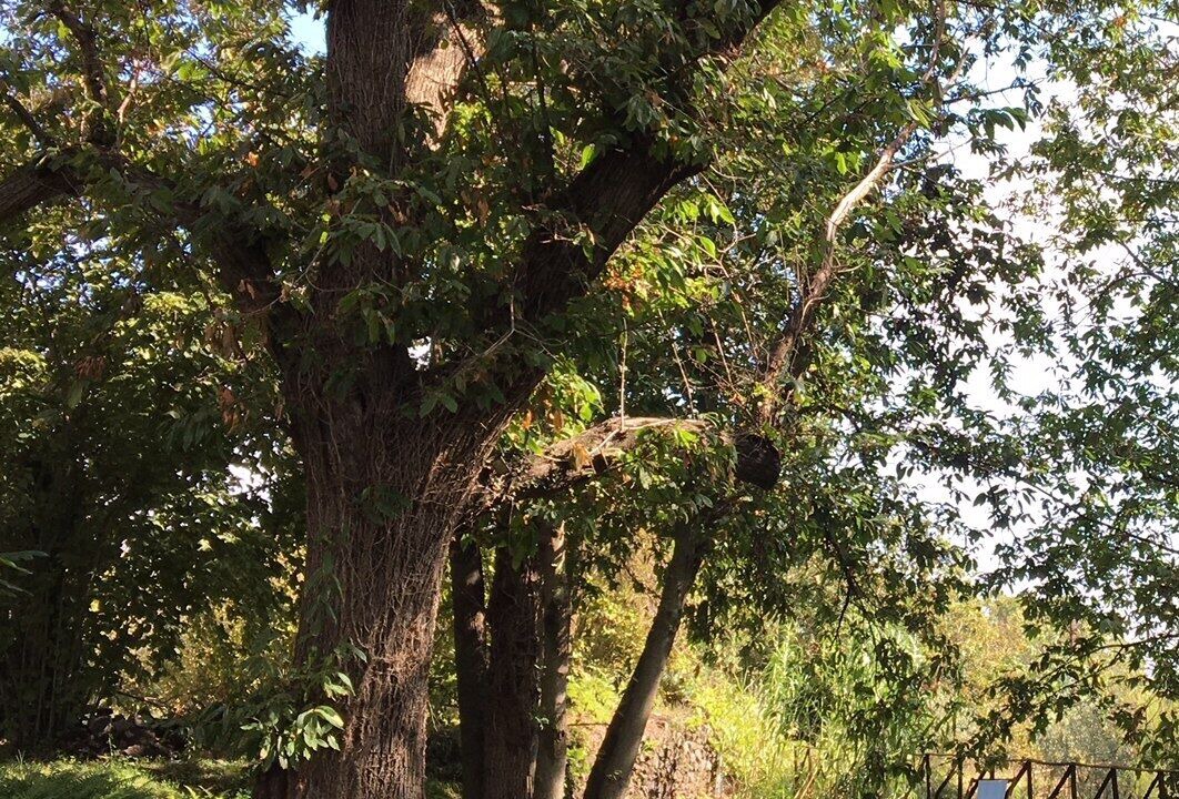 Photo of Outdoor in Milo