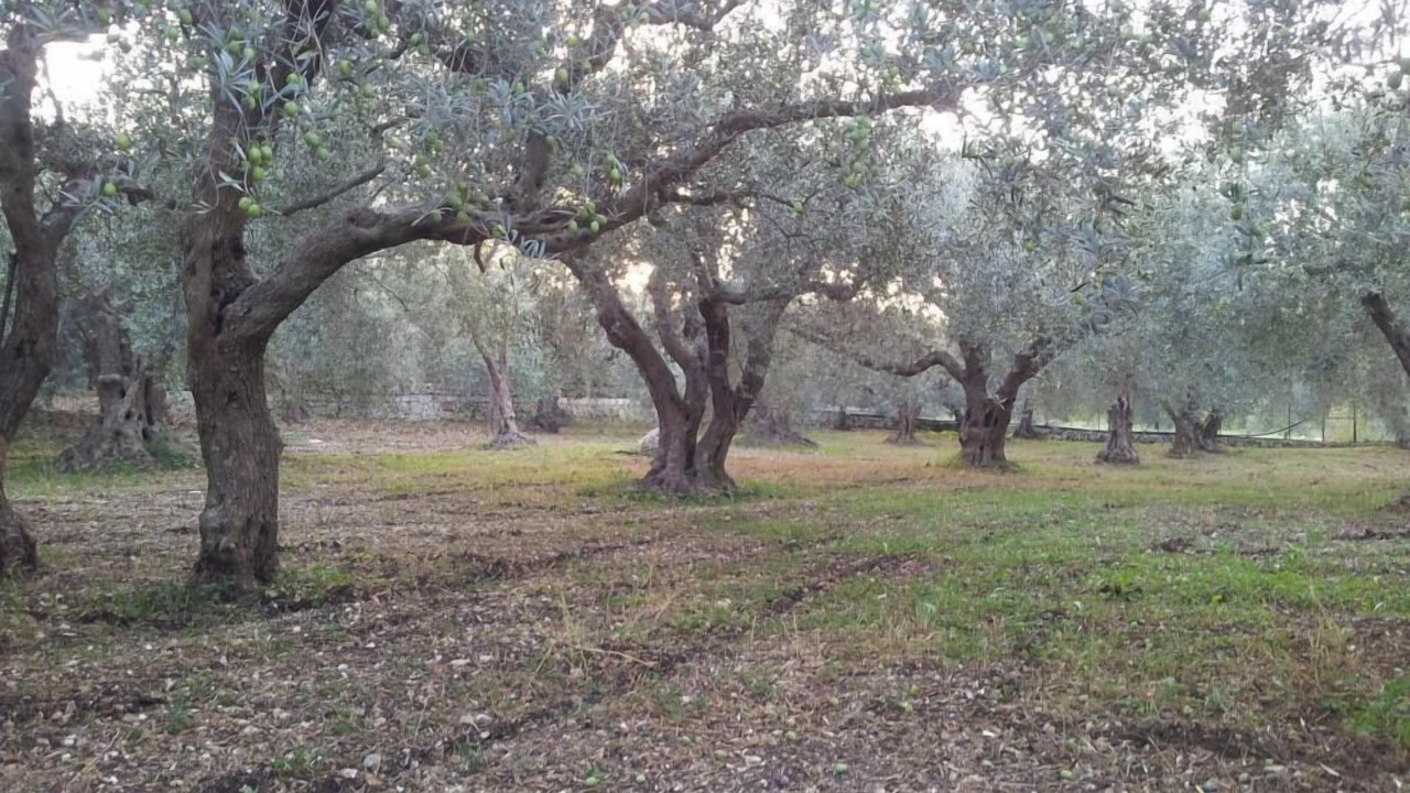 Photo of Outdoor in Cassaro