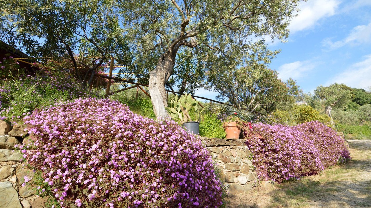 Photo of Outdoor in Capri Leone