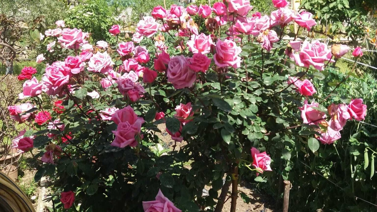 Photo of Outdoor in Gaggi