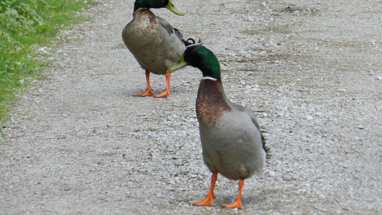Photo of Others in Schlitters