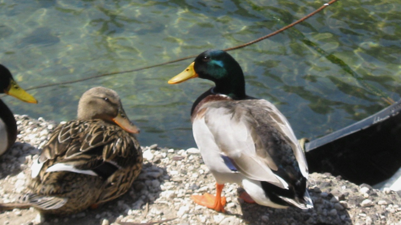 Photo of Others in Costa Saracena-Castelluccio