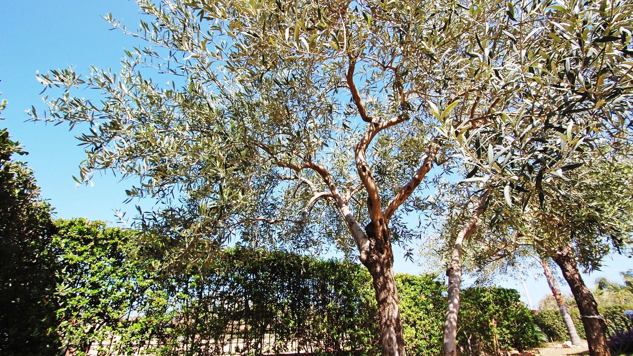 Photo of Outdoor in Piana Calzata