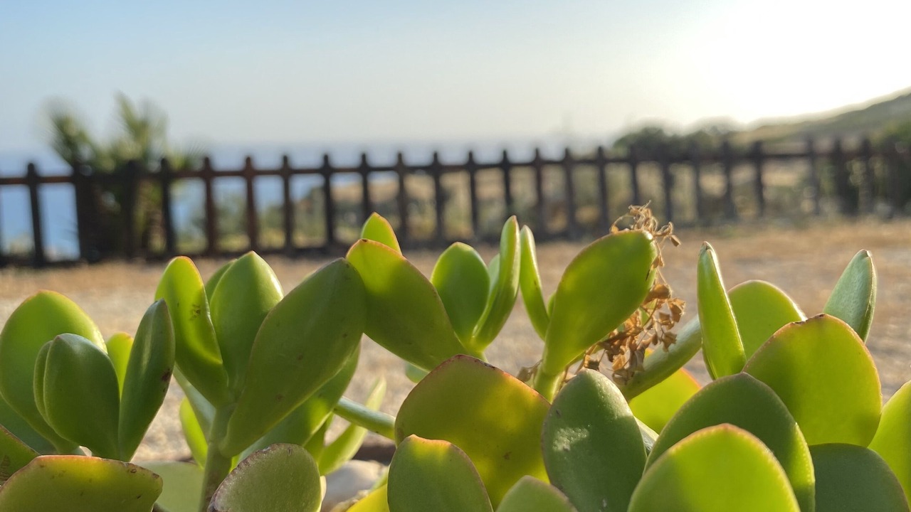Photo of Outdoor in Pergole