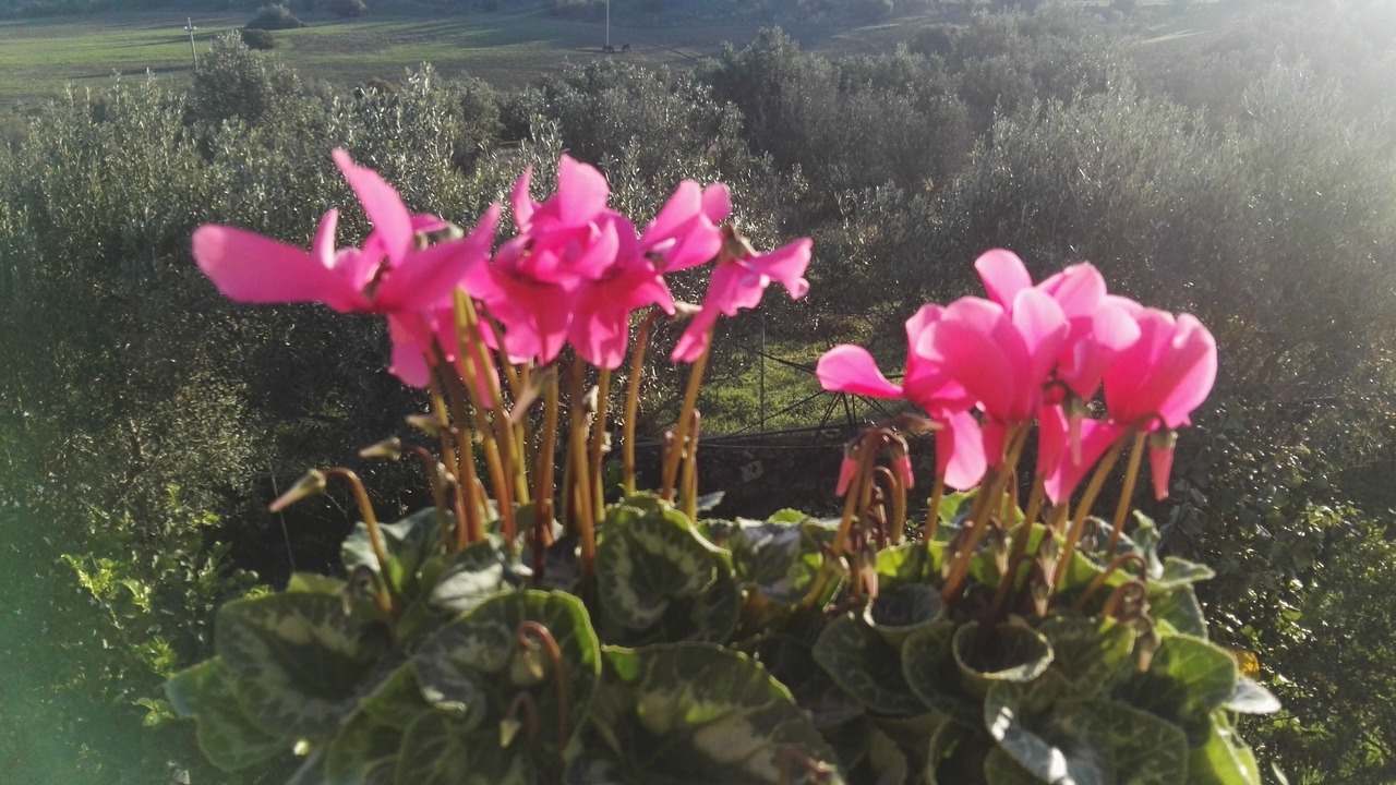 Photo of Outdoor in Oliveto