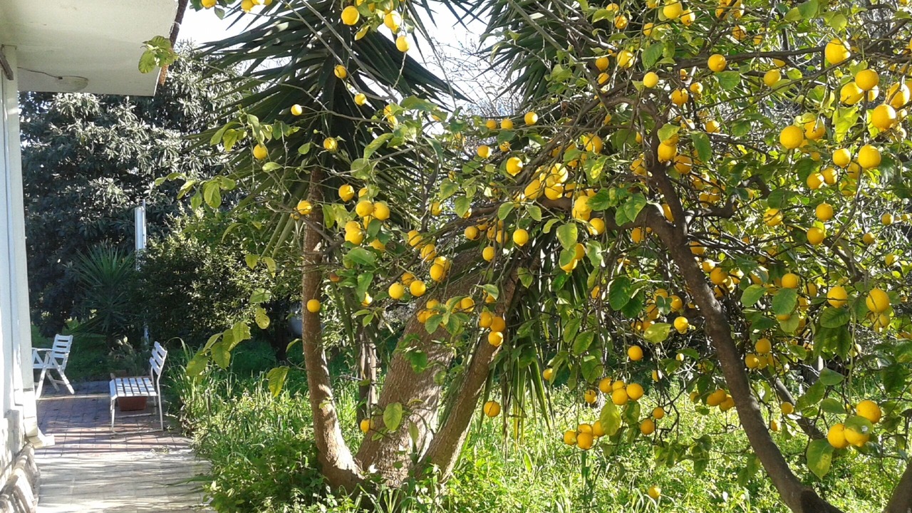 Photo of Outdoor in Trappitello