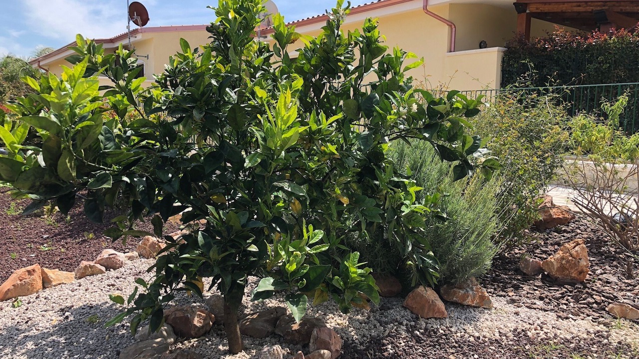 Photo of Outdoor in Carini
