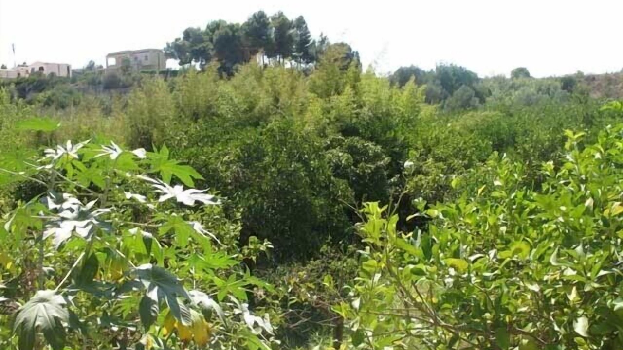 Photo of Outdoor in Noto Marina