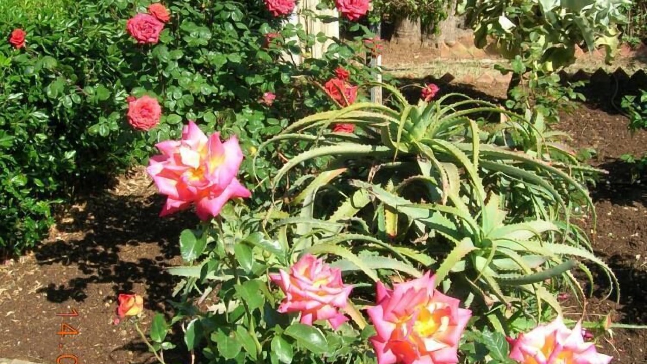 Photo of Outdoor in Borgo Bonsignore
