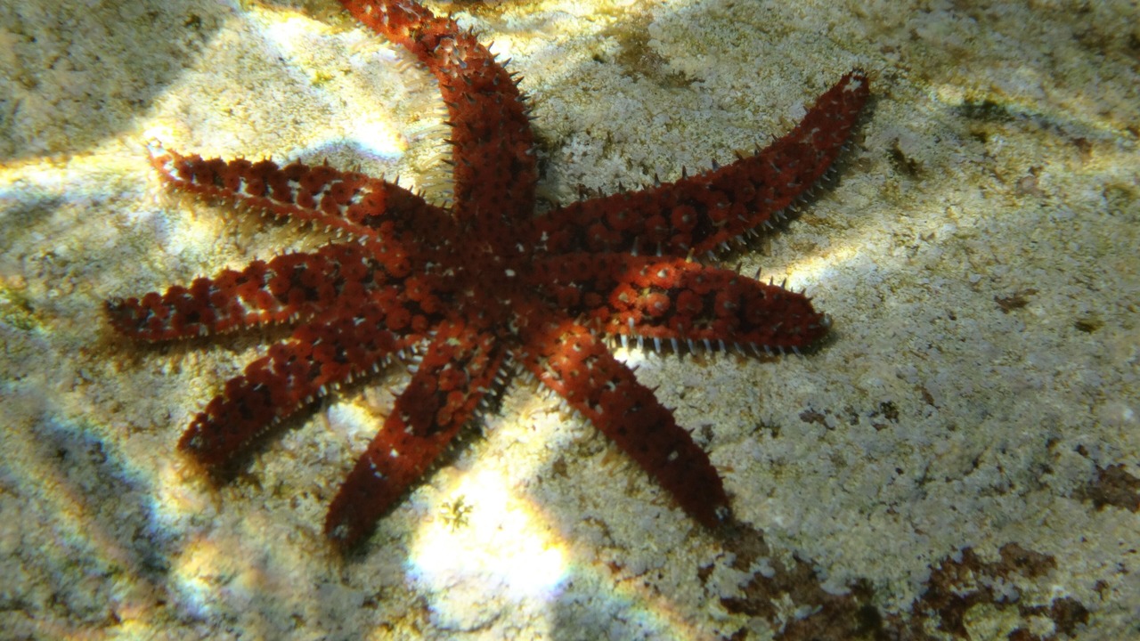 Photo of Others in Panarea