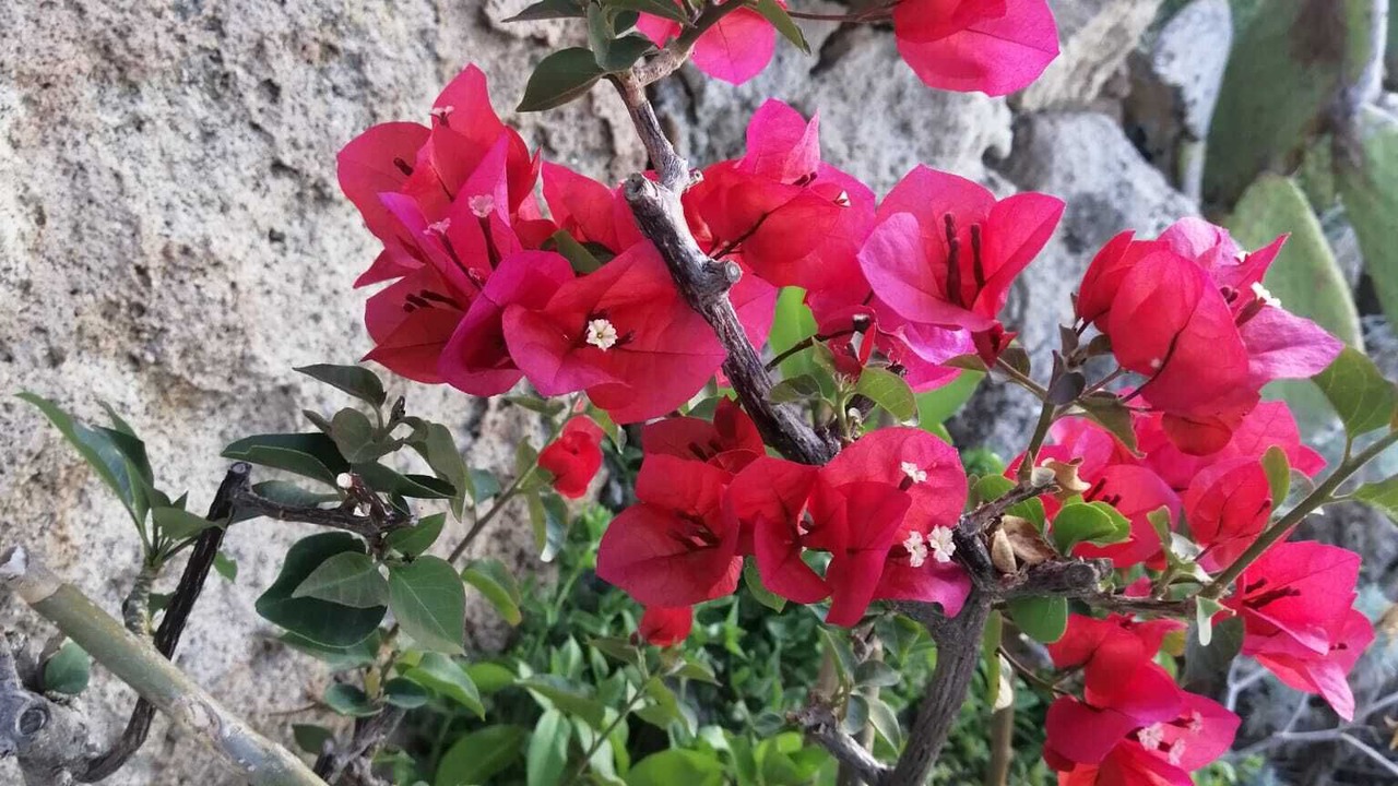 Photo of Outdoor in Panarea
