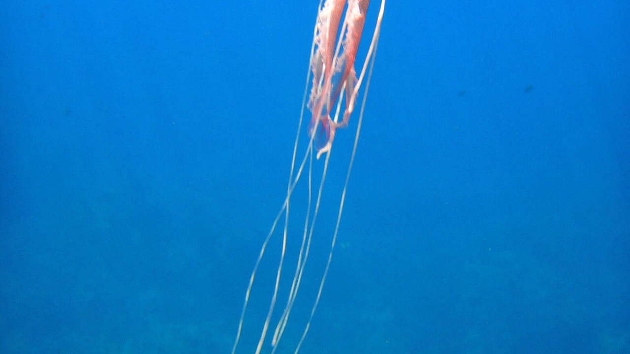 Photo of Others in Panarea