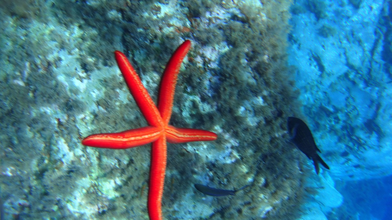 Photo of Others in Panarea