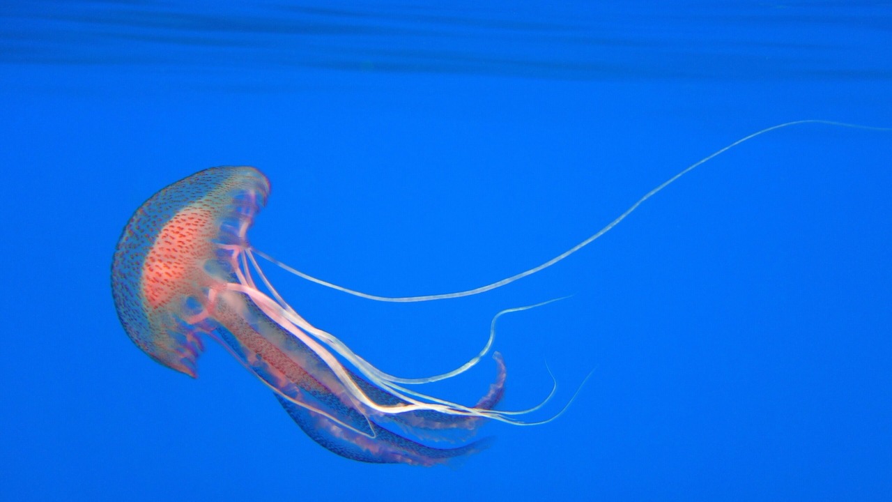 Photo of Others in Panarea