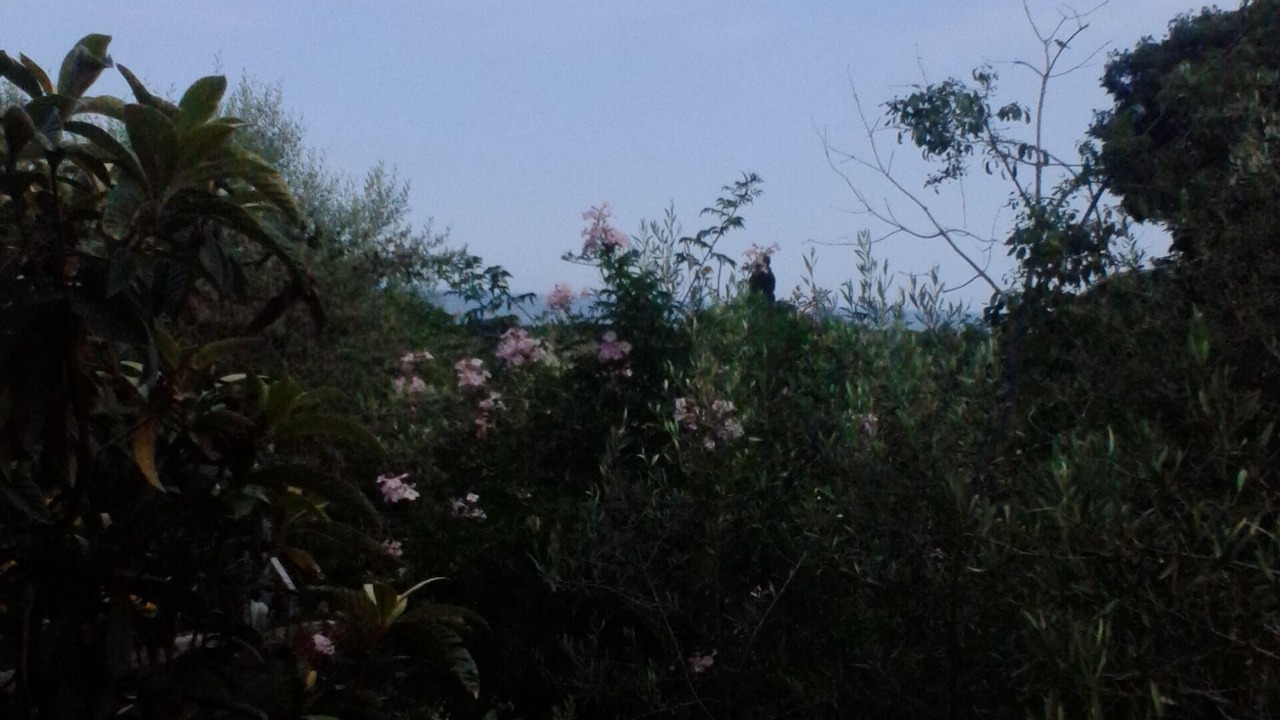 Photo of Outdoor in Scillichenti