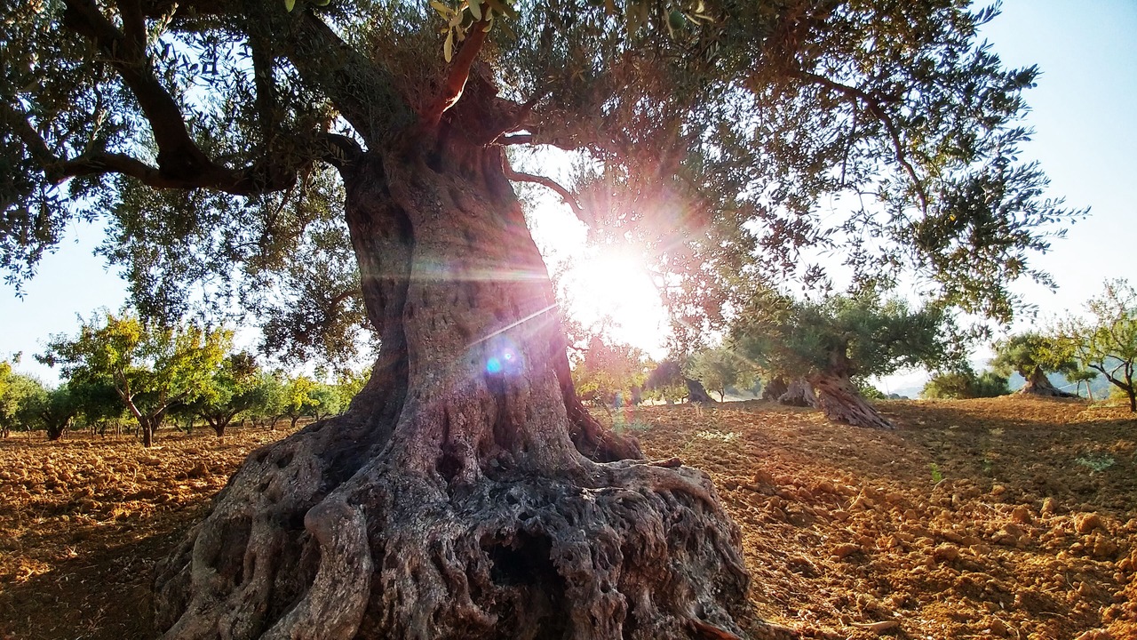 Photo of Outdoor in Villaggio Mose
