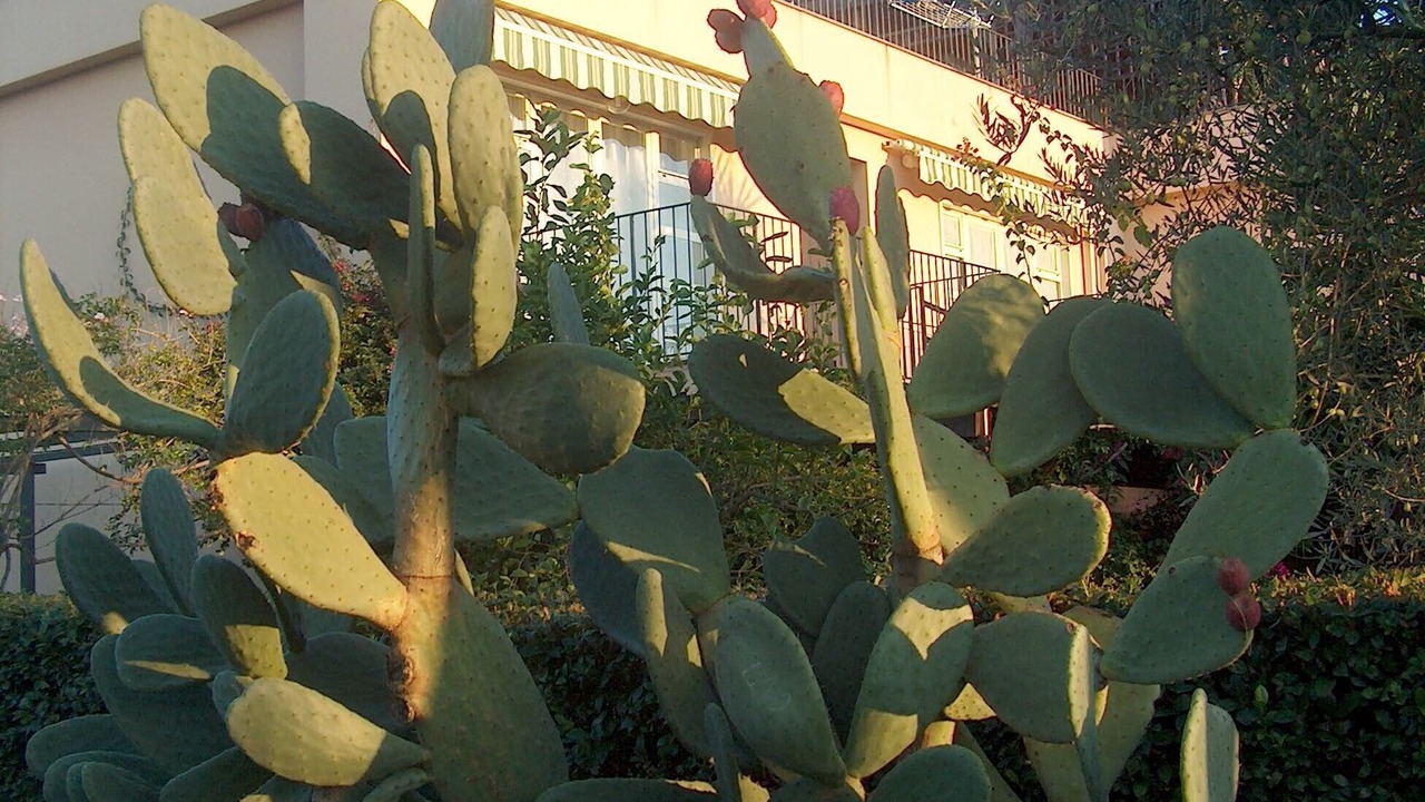 Photo of Outdoor in Fiumefreddo di Sicilia