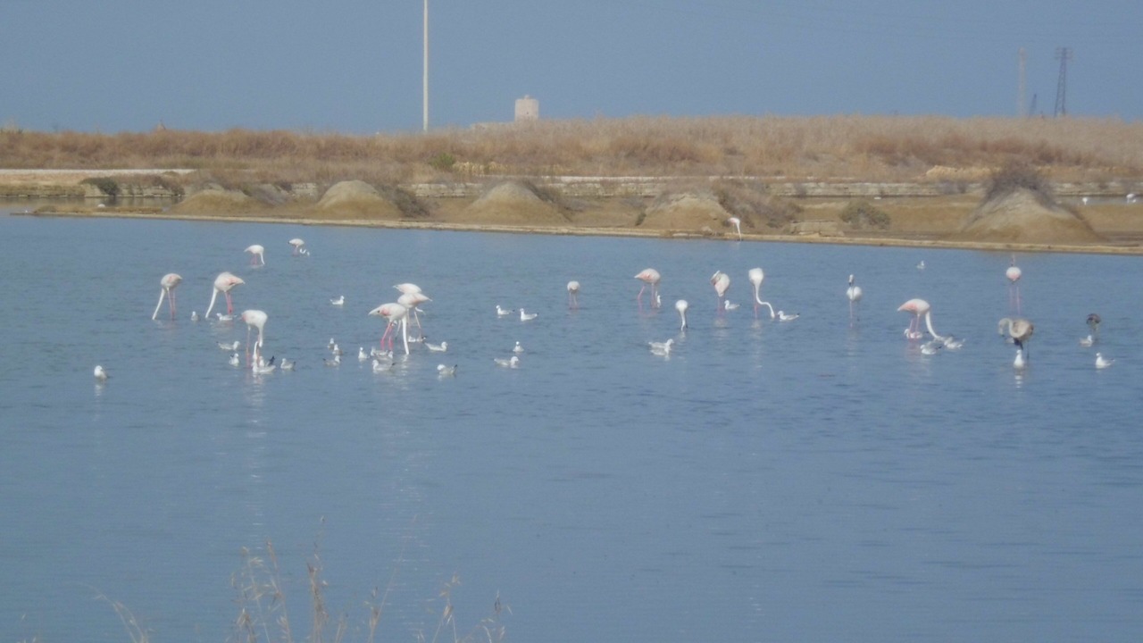 Photo of Others in Trapani