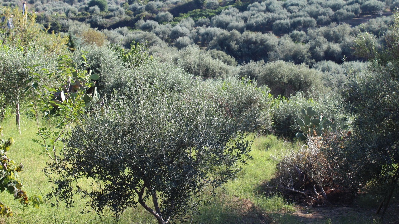 Photo of Outdoor in Altavilla Milicia