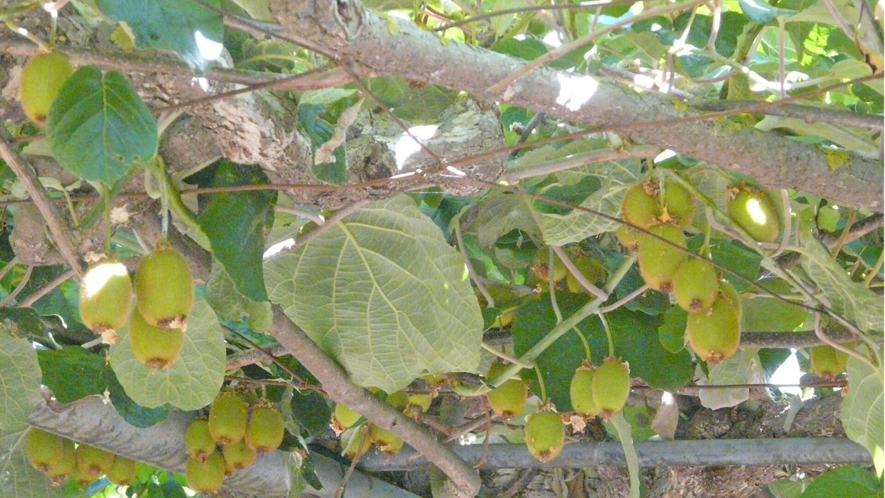 Photo of Outdoor in Mirto