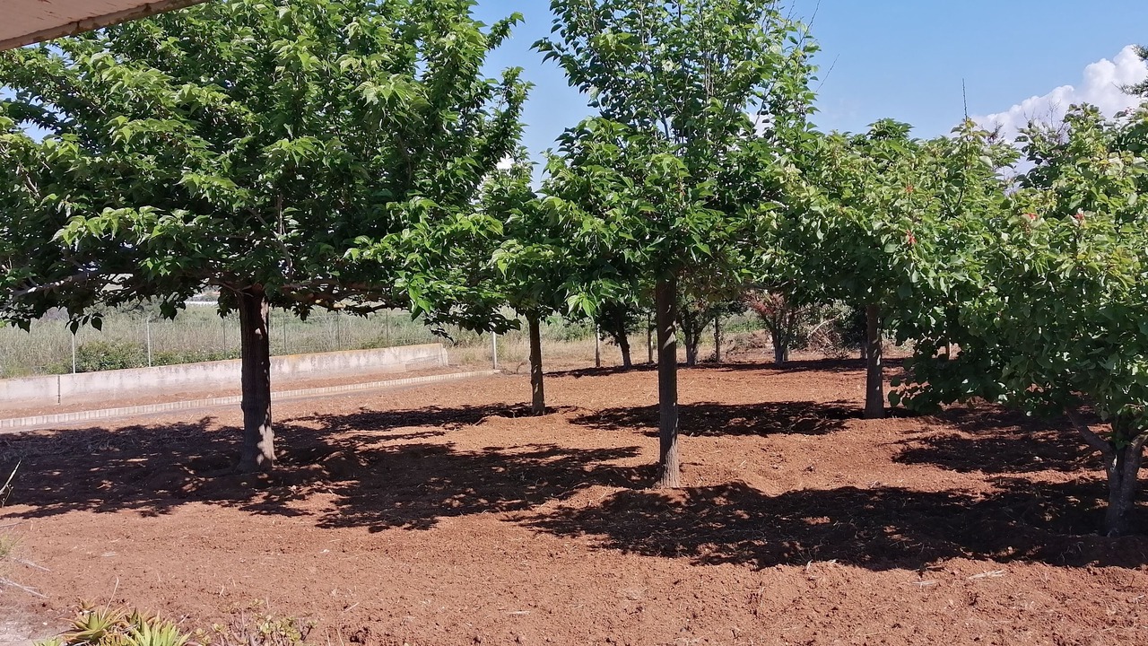 Photo of Outdoor in Santa Maria del Focallo