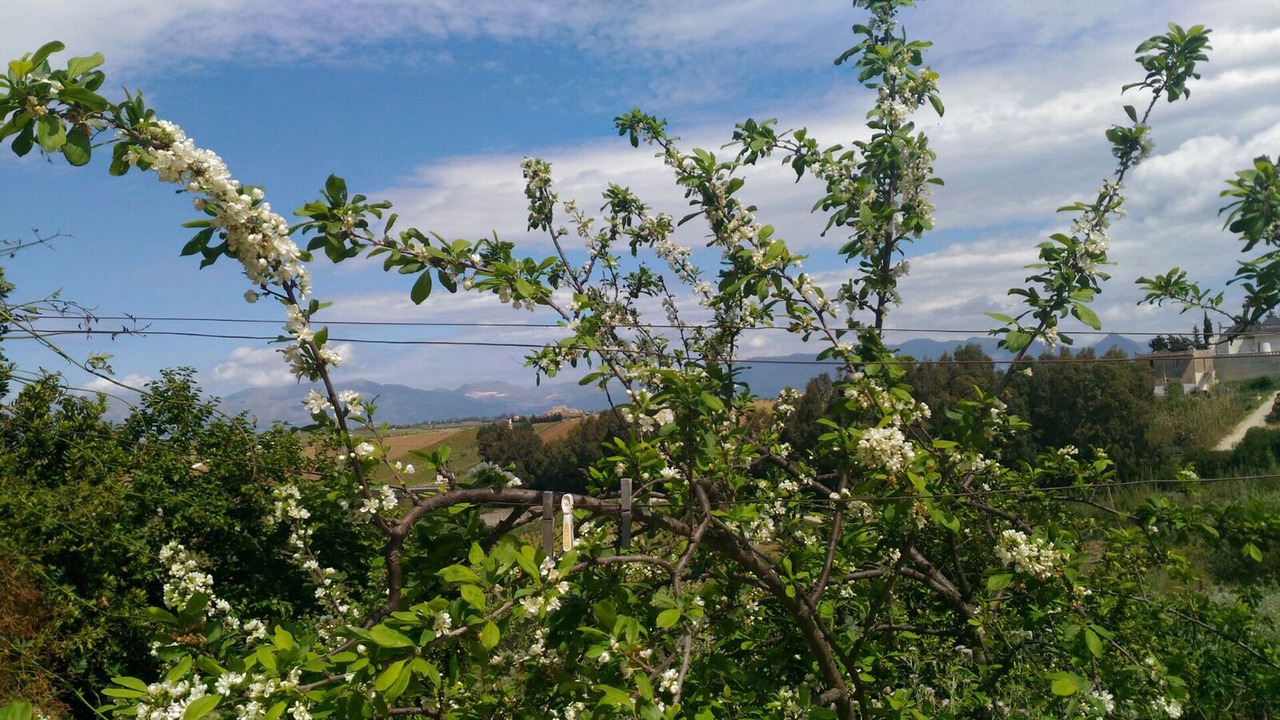 Photo of Outdoor in Alcamo