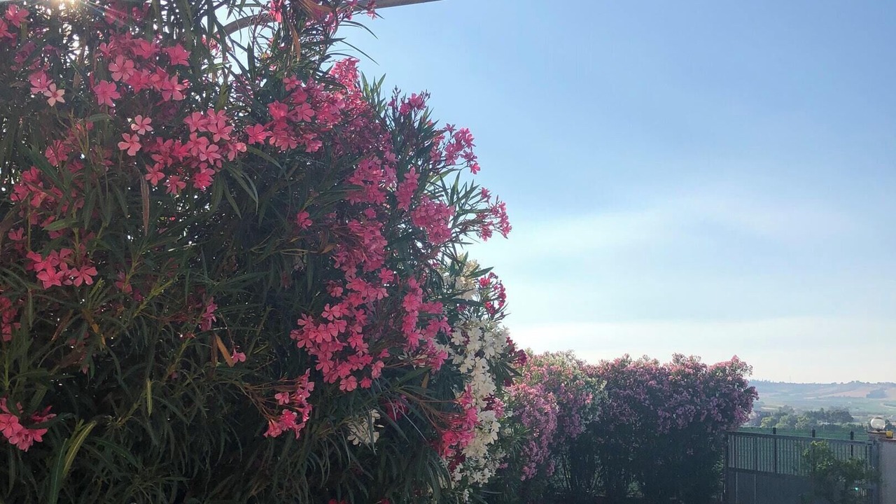 Photo of Outdoor in Contrada Fiori Sud