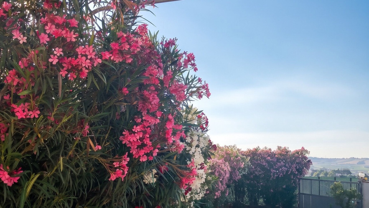 Photo of Outdoor in Contrada Fiori Sud