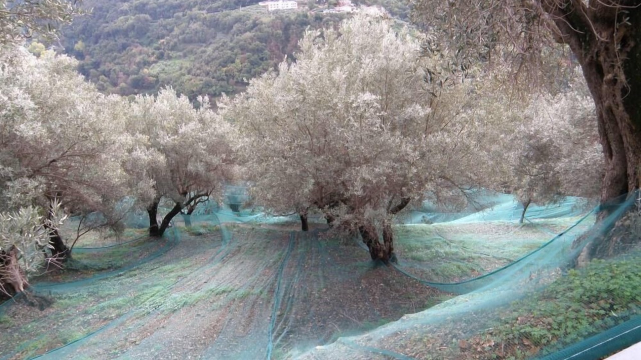 Photo of Outdoor in Nocera Terinese