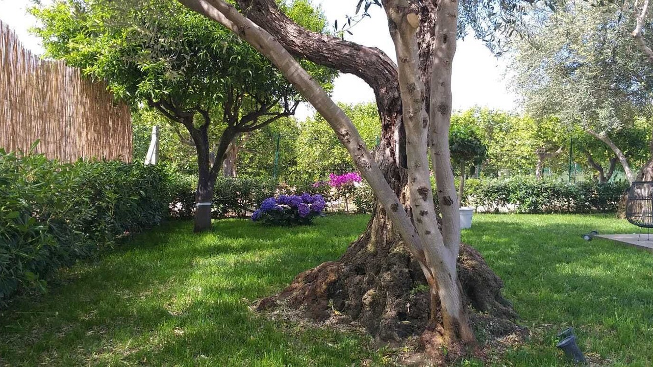 Photo of Outdoor in Santa Maria del Focallo