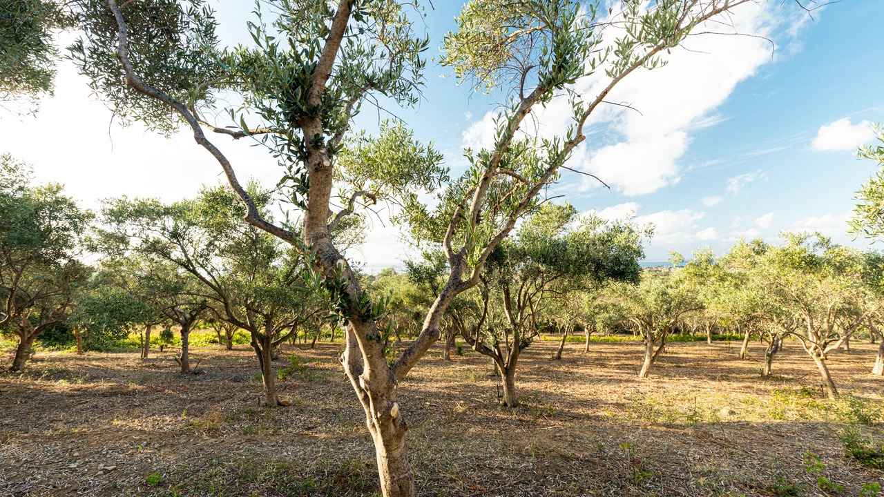 Photo of Outdoor in Campofelice di Roccella