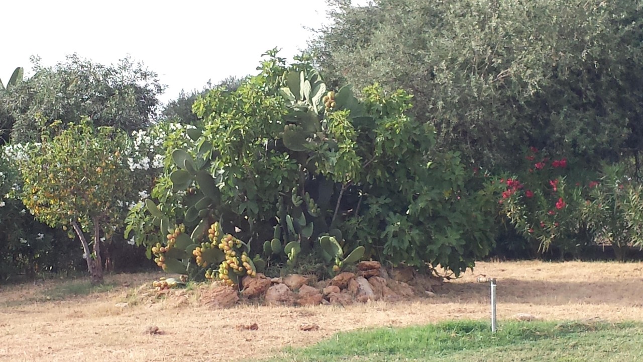 Photo of Outdoor in Cinisi