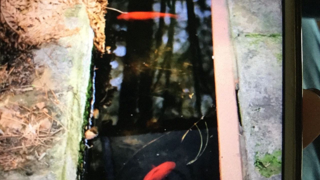 Photo of Others in Mascalucia