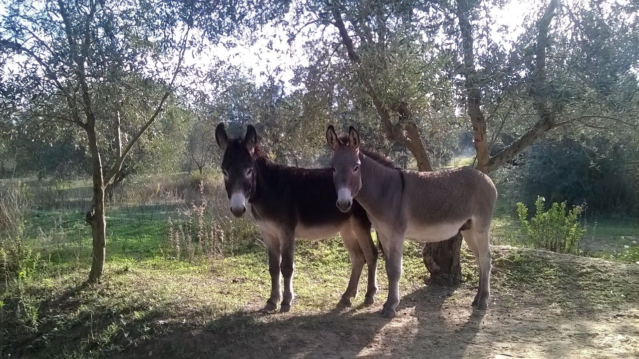 Photo of Outdoor in Enna