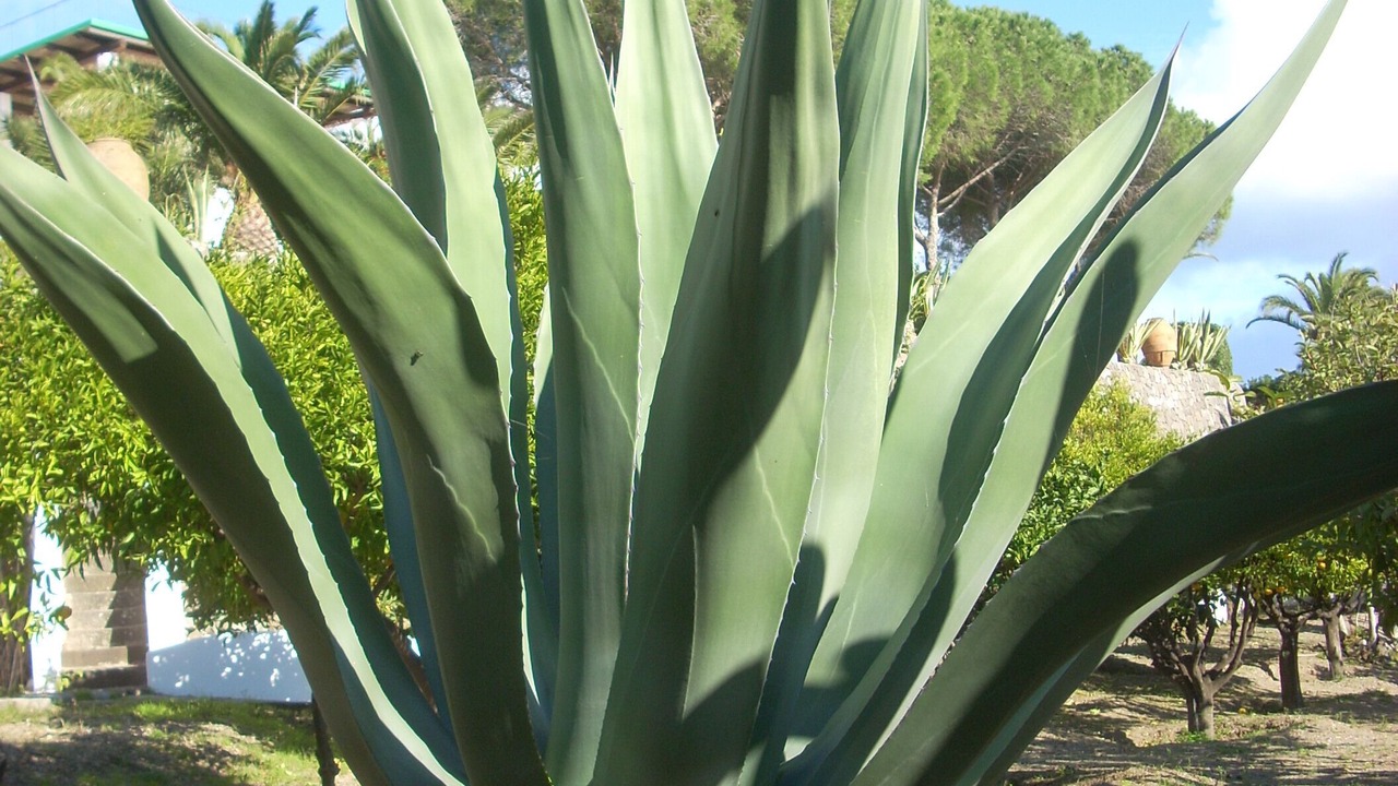 Photo of Outdoor in Lipari