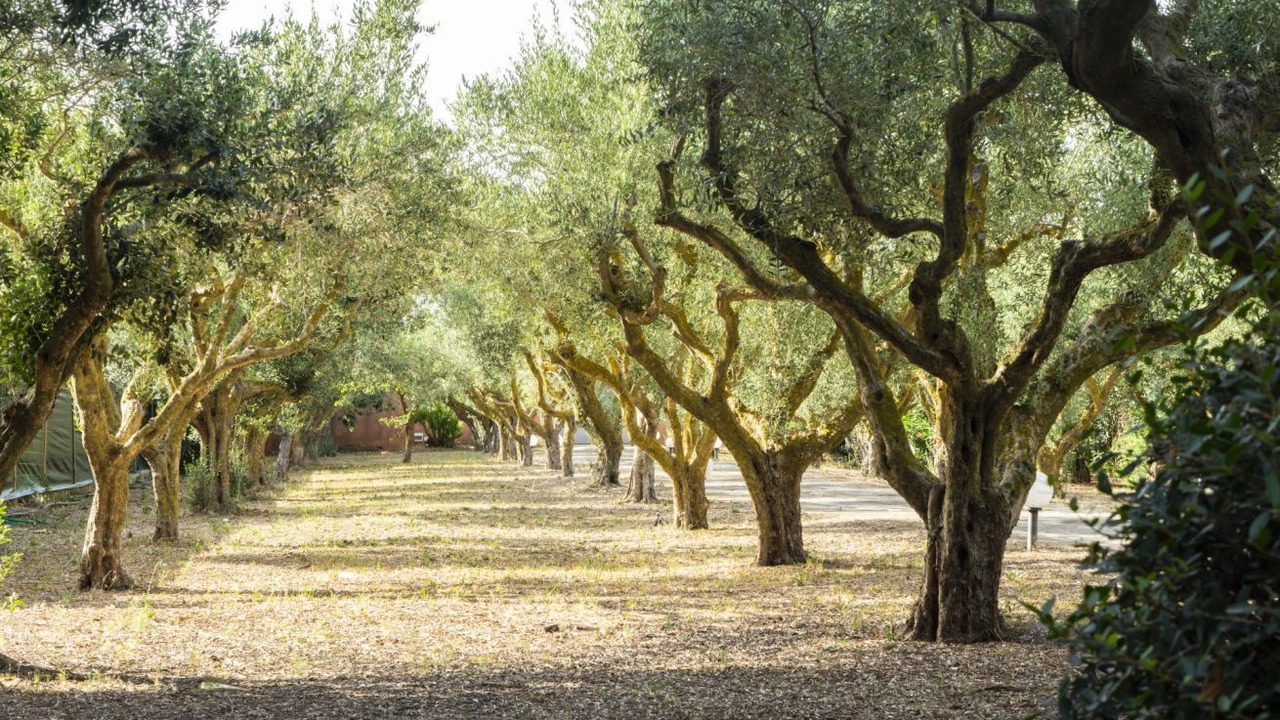 Photo of Others in Marsala