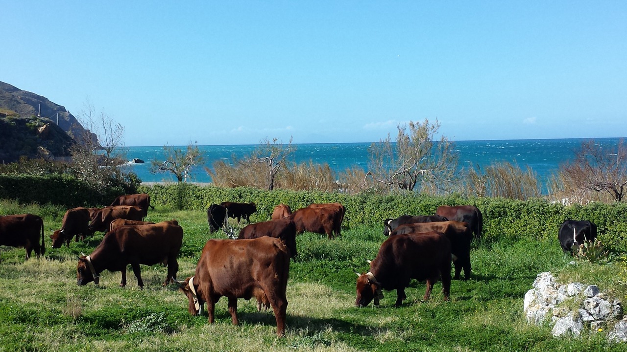 Photo of Others in Gioiosa Marea