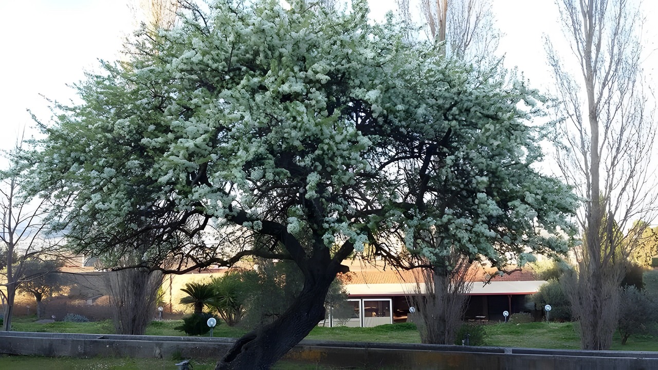 Photo of Outdoor in Roccelletta