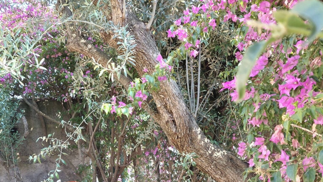 Photo of Outdoor in San Pietro Clarenza