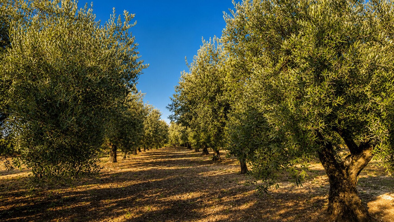 Photo of Others in Chiaramonte Gulfi