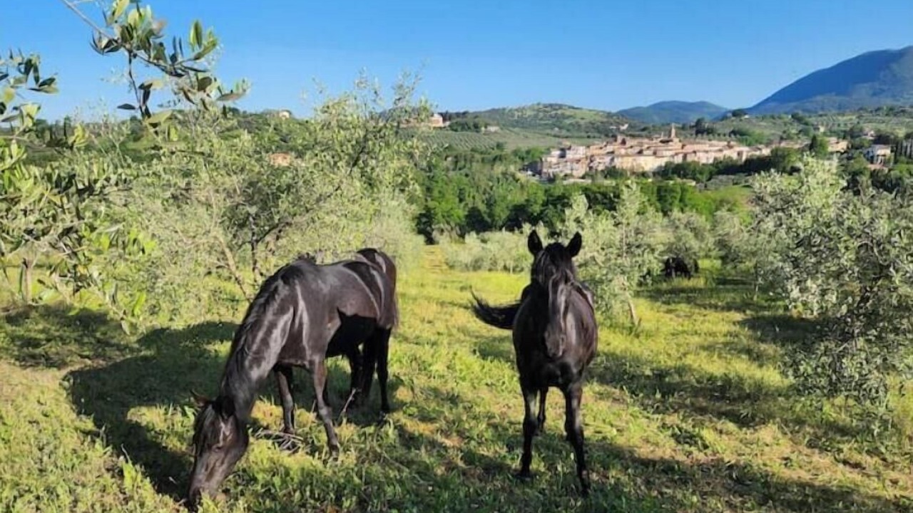 Photo of Others in Torri in Sabina