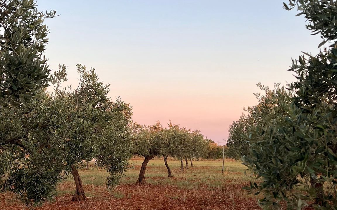 Photo of Others in Castelvetrano