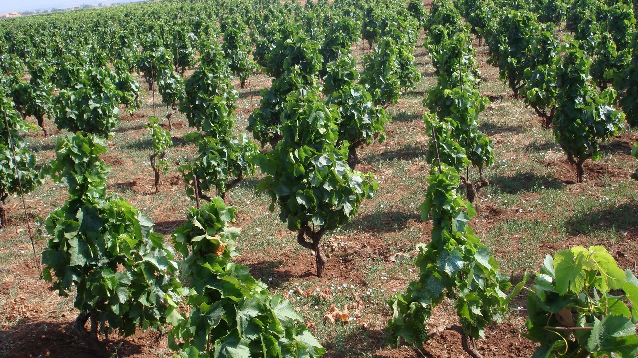 Photo of Others in Vittoria
