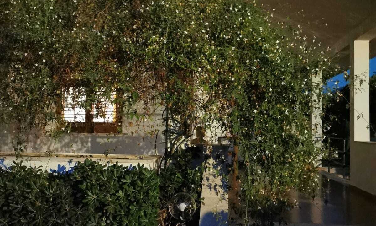 Photo of Outdoor in Carini