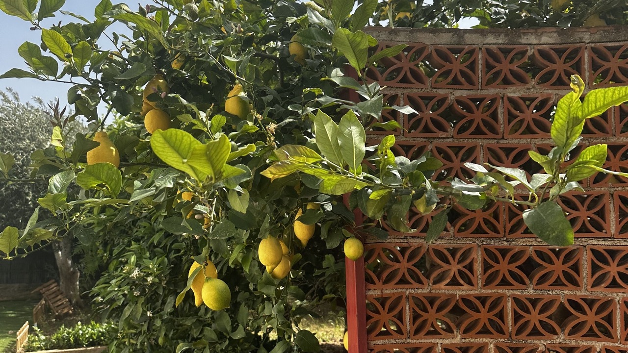 Photo of Outdoor in Carini