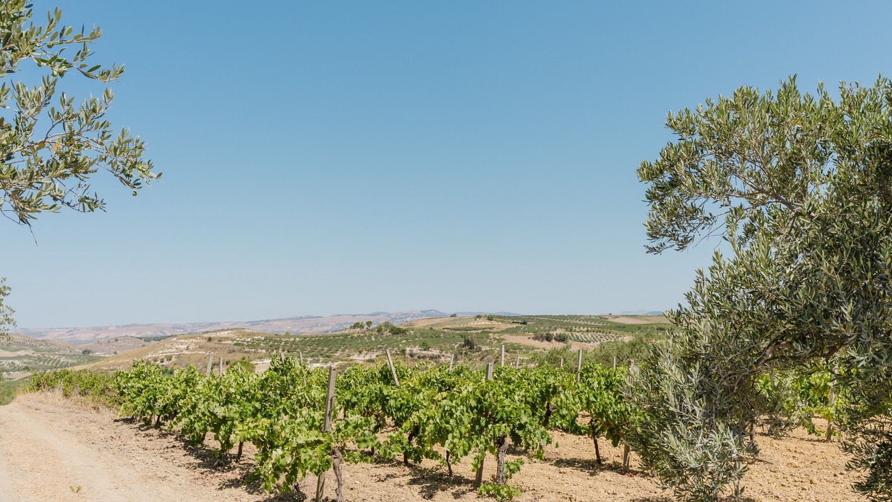 Photo of Others in Castelvetrano